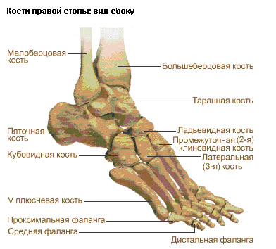 Плюсна Где Находится У Человека Фото